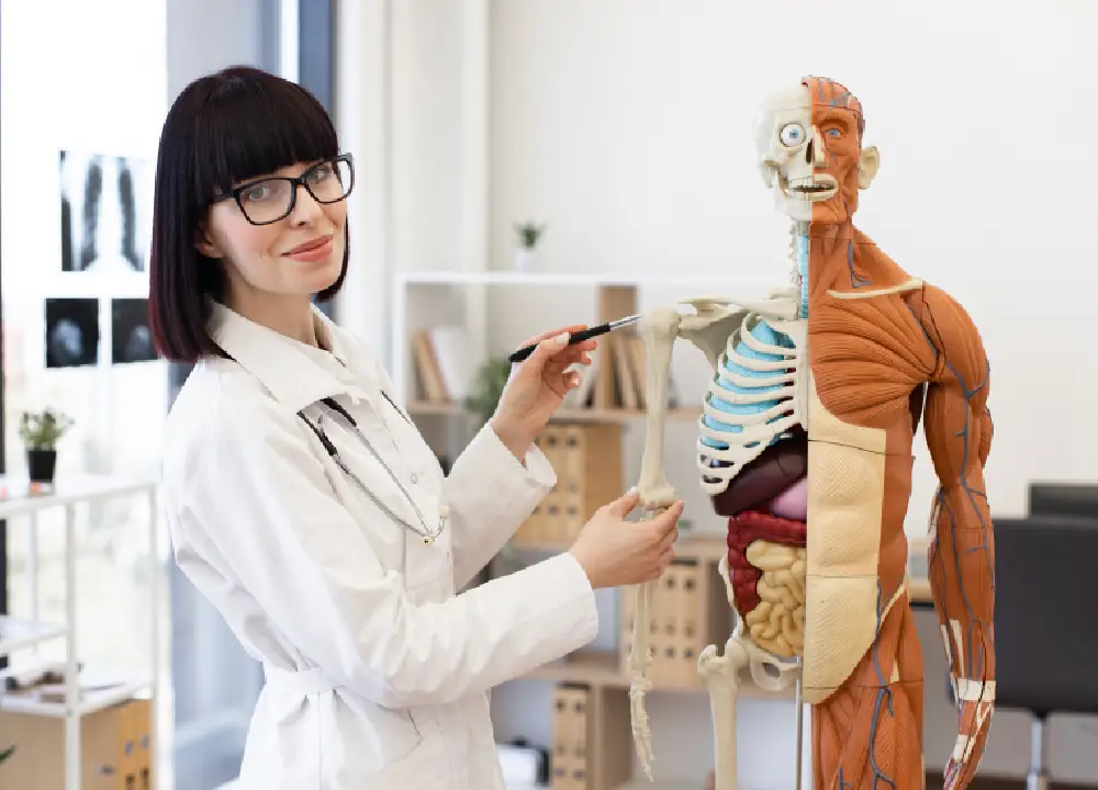 Beyond the Diagnosis: Understanding How Pleural and Peritoneal Mesothelioma Develop Differently 1 Female doctor explaining human anatomy with a model in a medical office.